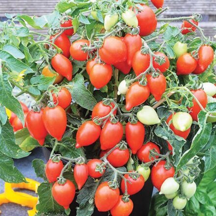 Balkona tomāti 'Funny Plum Red' (stāds)